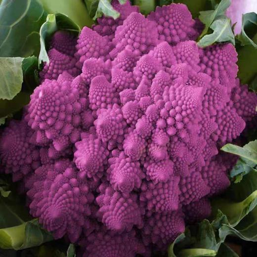 紫宝塔菜 商品图0