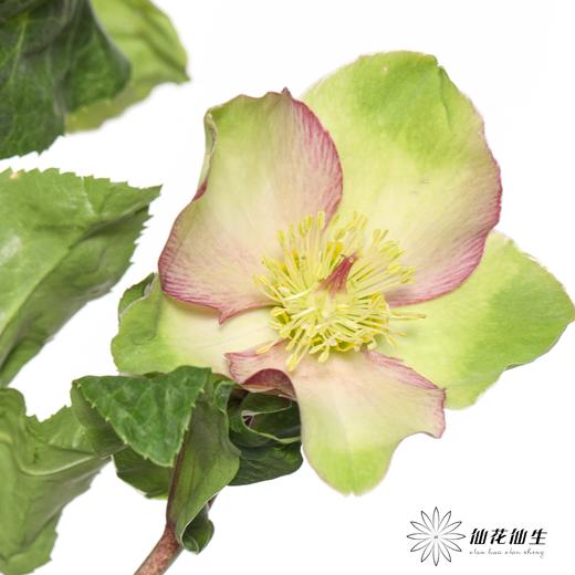 配花 | 兔葵粉色 商品图3