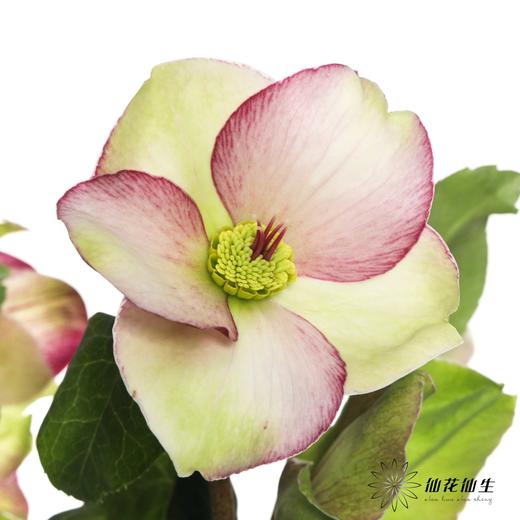 配花 | 兔葵粉色 商品图0