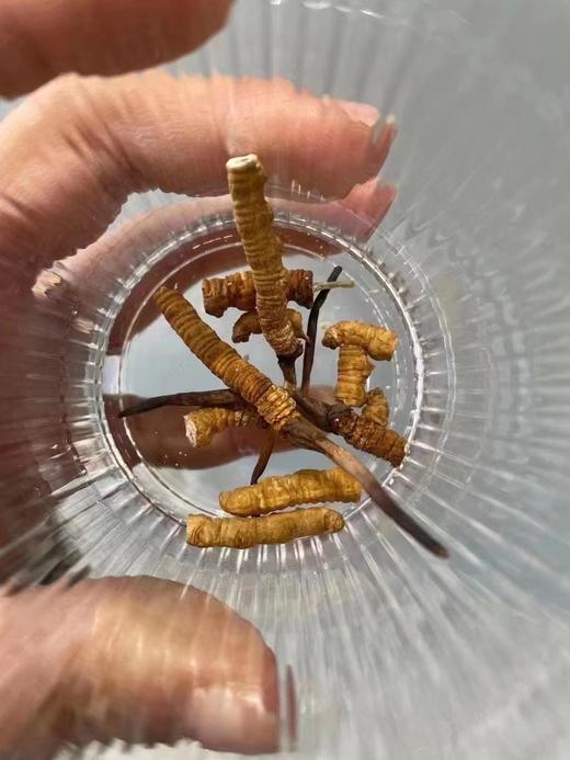 【免疫组合】特大断草10g+2019新会梅江陈皮100g 商品图3