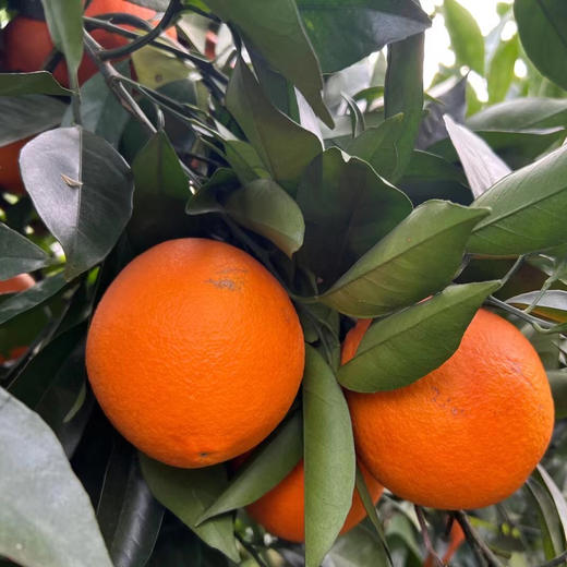 绿色食品认证【老树脐橙】 老品种 老好吃 连续5届获得金奖 长足280天成熟开始采摘 甜度高 汁水丰沛 商品图5