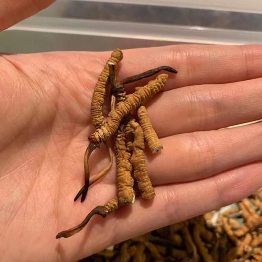 【免疫组合】特大断草10g+2019新会梅江陈皮100g 商品图6