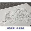 【大彩图】张建军工笔画白描底稿柿子扇面小品临摹勾线花鸟线稿A348 商品缩略图4
