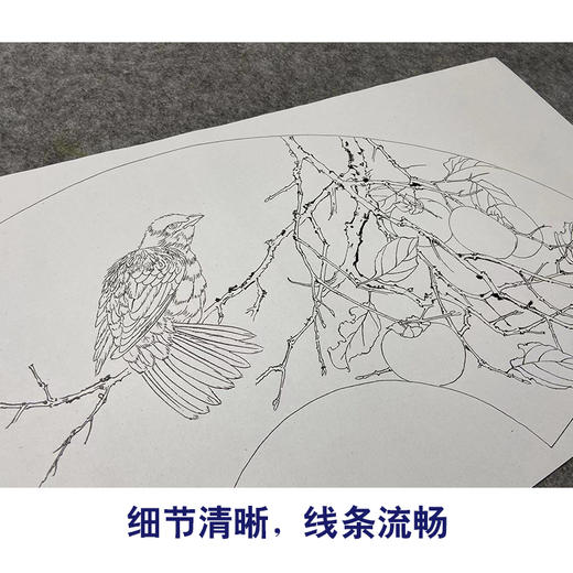 【大彩图】张建军工笔画白描底稿柿子扇面小品临摹勾线花鸟线稿A348 商品图4