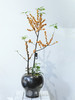 JT冬黄盆栽 商品缩略图0