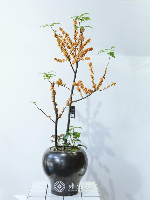 JT冬黄盆栽 商品图0