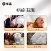 华畜麻杏石甘散兽用兽药猪药猪用牛羊鸡药肺炎咳喘清肺止咳呼吸道 商品缩略图1