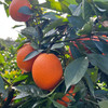 绿色食品认证【老树脐橙】 老品种 老好吃 连续5届获得金奖 长足280天成熟开始采摘 甜度高 汁水丰沛 商品缩略图6