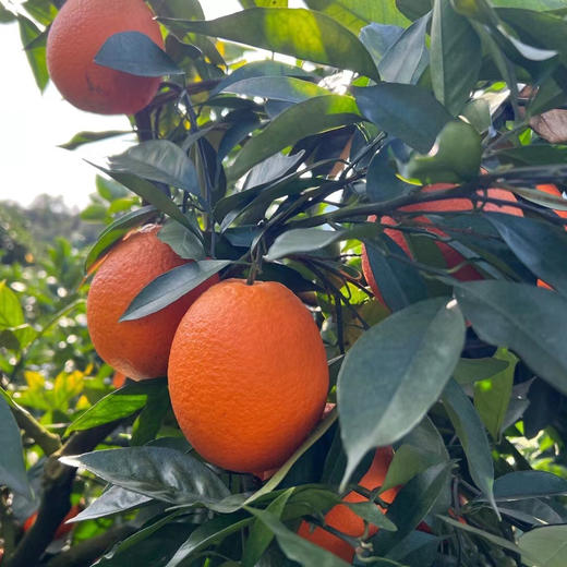 绿色食品认证【老树脐橙】 老品种 老好吃 连续5届获得金奖 长足280天成熟开始采摘 甜度高 汁水丰沛 商品图6