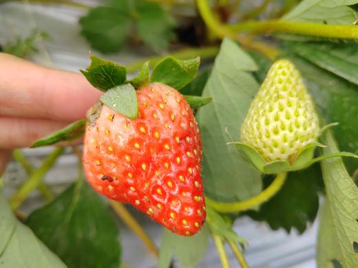 草莓（买2送1，多1盒备损） 商品图12