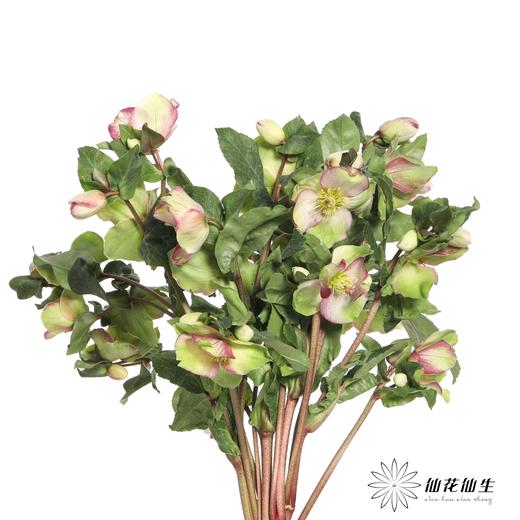 配花 | 兔葵粉色 商品图4