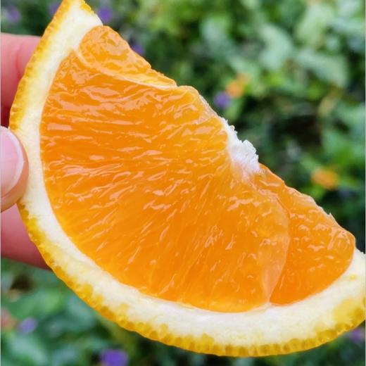 湖北秭归沐兮|橙子上市啦；北纬30度，三峡边上红砂土生长的生态橙子，橙黄肉嫩，幼滑无渣水分足，韵味满满的，非常棒的橙子，重要时刻赶紧囤起来～ 商品图3