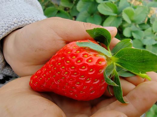 草莓（买2送1，多1盒备损） 商品图0