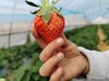 草莓（买2送1，多1盒备损） 商品缩略图2
