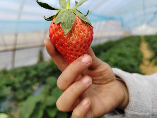 草莓（买2送1，多1盒备损） 商品图2