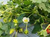 草莓（买2送1，多1盒备损） 商品缩略图3