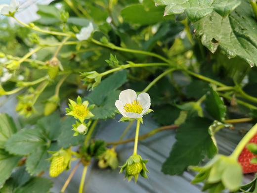 草莓（买2送1，多1盒备损） 商品图3