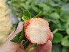 草莓（买2送1，多1盒备损） 商品缩略图6