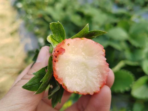 草莓（买2送1，多1盒备损） 商品图6