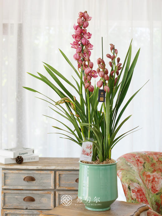 JT蕙兰绣球3 商品图0