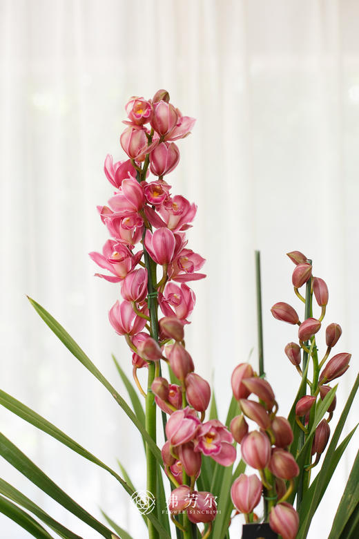 JT蕙兰绣球3 商品图1