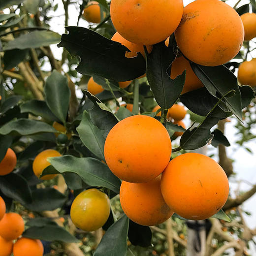 【广西·融安】滑皮金桔 脆皮金桔 融安翠蜜柑橘 当季水果新鲜橘子 商品图3