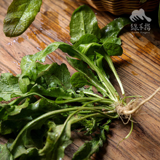 生态荠菜 | 合作生产*Ecological shepherd's purse | Coproduction 商品图4