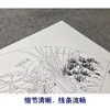 【大彩图】张建军工笔画白描底稿扇面小品临摹勾线花鸟线稿A350 商品缩略图4