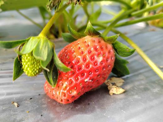 草莓（买2送1，多1盒备损） 商品图7