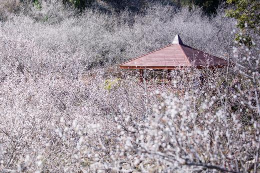 12月26日出发:陆河赏梅正当时·“梅”丽乡村2天摄影<臻享1元> 商品图6