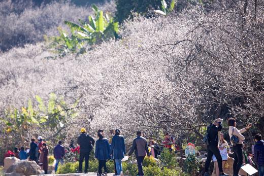 12月26日出发:陆河赏梅正当时·“梅”丽乡村2天摄影<臻享1元> 商品图5