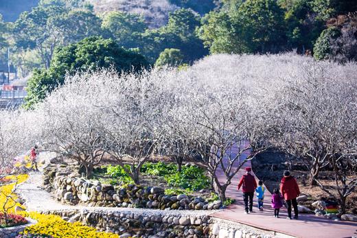 12月26日出发:陆河赏梅正当时·“梅”丽乡村2天摄影<臻享1元> 商品图0