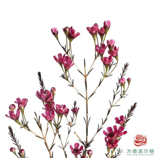 平头腊梅-苋菜红 商品图2