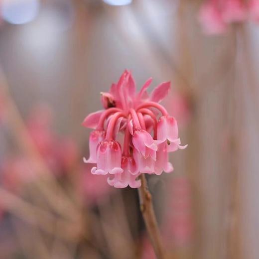 年宵金钟花鲜切花枝条一扎热卖（1-2支） 商品图1