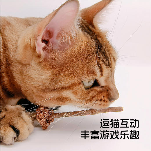 「不趣集」虫瘿果木天蓼玩具万圣节限定-虫瘿果魔法扫把 商品图4