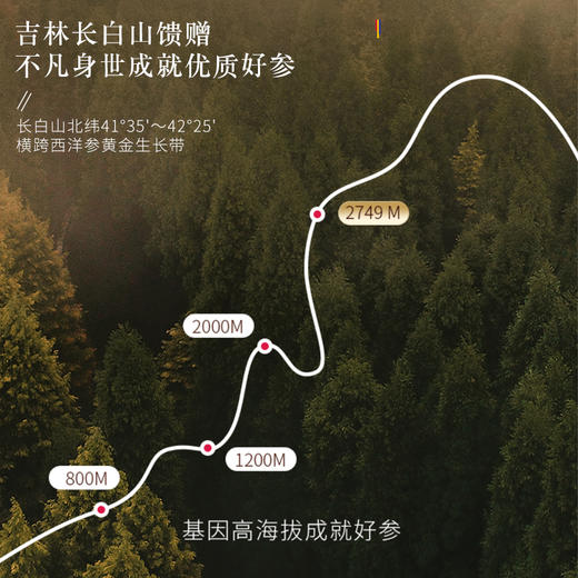 福东海 西洋参切片260克【大片】 参茶花期花旗参含片泡水用人参皂苷可磨粉滋补品 商品图3