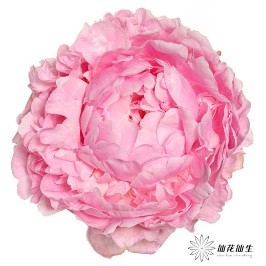 新西兰芍药 | 枕边语pillow talk 商品图0