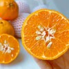 【云南大理椪柑 】9甜1酸，风味浓郁，300年老品种，树上自然熟，还原橘之本味，吃过的人很少 商品缩略图0