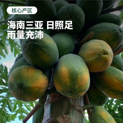 海南牛奶木瓜 自然成熟 香甜软糯 顺丰/京东随机 商品图4