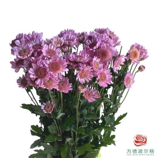 市场小菊-深粉太阳 商品图0