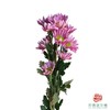 市场小菊-薰衣草 10枝一扎 商品缩略图2
