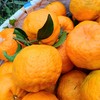 【云南大理椪柑 】9甜1酸，风味浓郁，300年老品种，树上自然熟，还原橘之本味，吃过的人很少 商品缩略图2