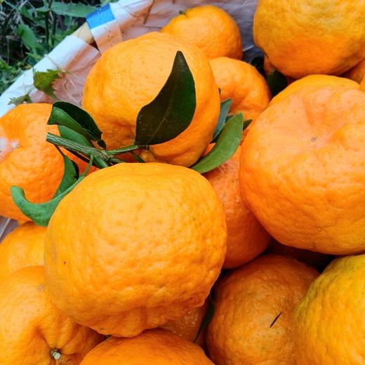 【云南大理椪柑 】9甜1酸，风味浓郁，300年老品种，树上自然熟，还原橘之本味，吃过的人很少 商品图2