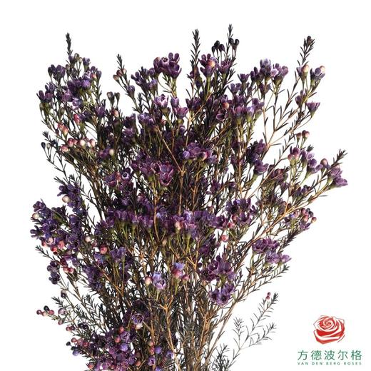 平头腊梅-葡萄紫 商品图1