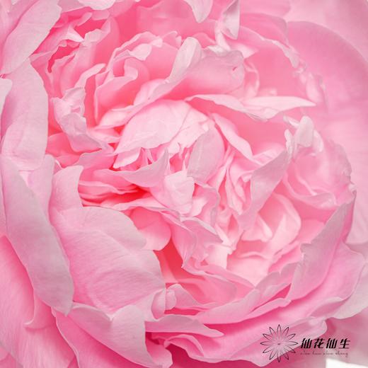 新西兰花材 ｜ 芍药餐盘 dinner plate 商品图3