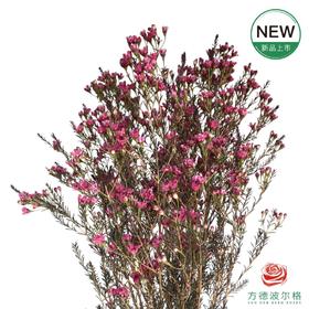 平头腊梅-苋菜红