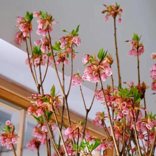 年宵金钟花鲜切花枝条一扎热卖（1-2支） 商品图3