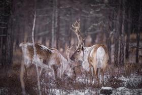 冬季亲子限定 呼伦贝尔冰冻星球