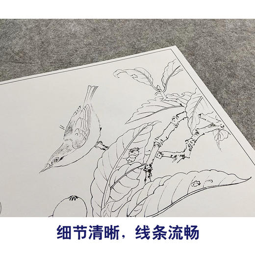 【大彩图】林椿工笔画白描底稿宋画斗方小品《枇杷山鸟图》临摹勾线花鸟线稿GH13 商品图4