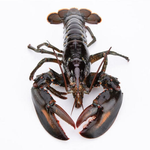 【年货好物！鲜禾鲜进口海鲜礼盒套装】 鲜禾鲜 海捕小将进口海鲜礼盒 E款 约4700g~4950g -52伴手礼 商品图1